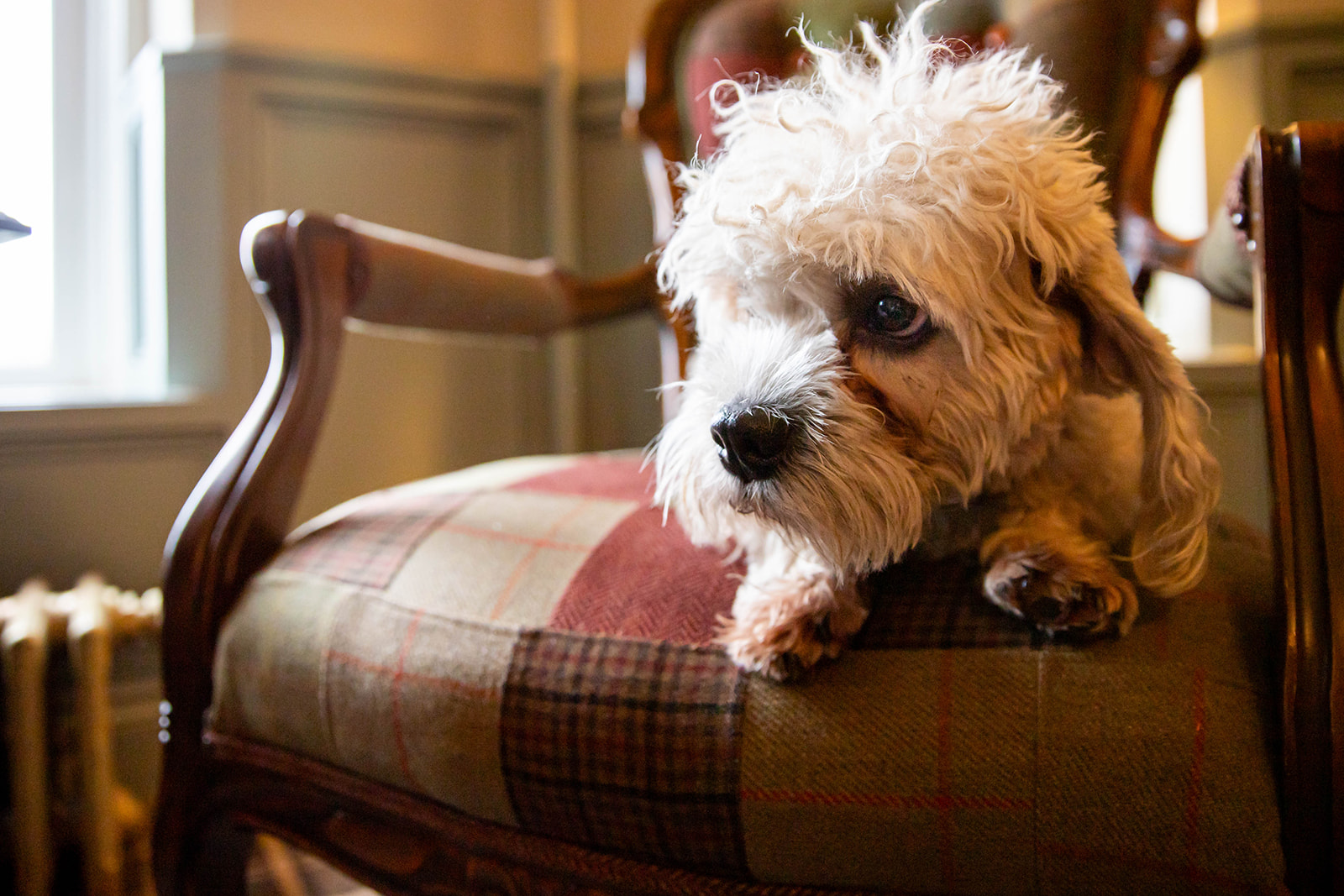 Rosa a Dandie Dinmont Terrier and joint chief happiness office at Heather Glen Country House Hotel sit on one of the checked chairs